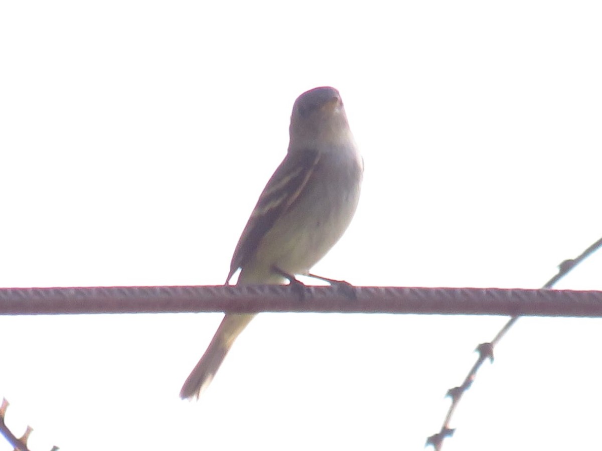 Alder Flycatcher - ML623907417