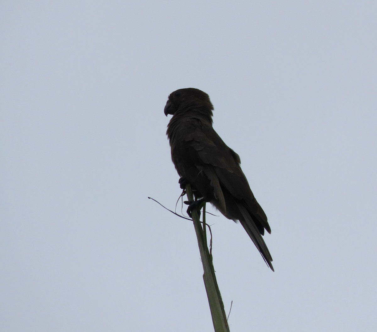 Seychelles Parrot - ML623907418