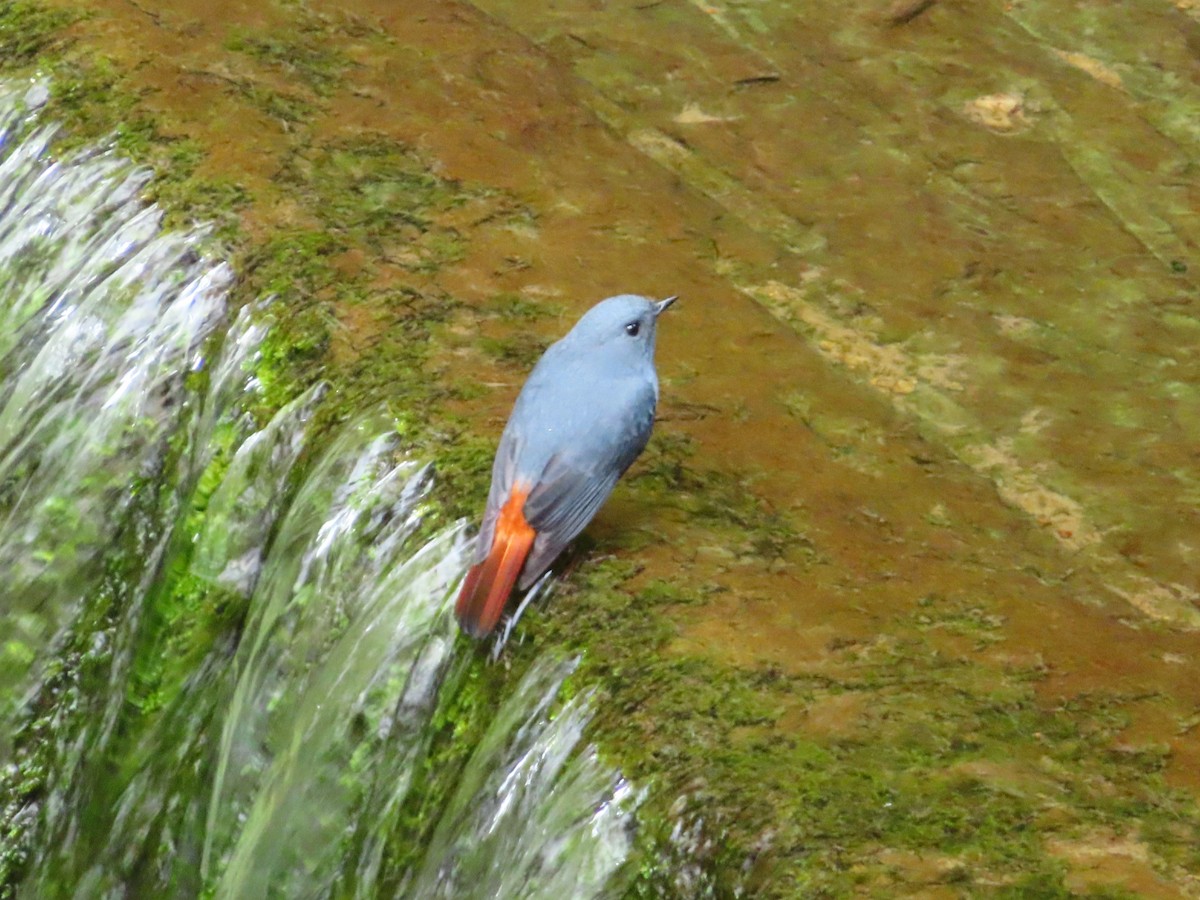 Plumbeous Redstart - ML623907423