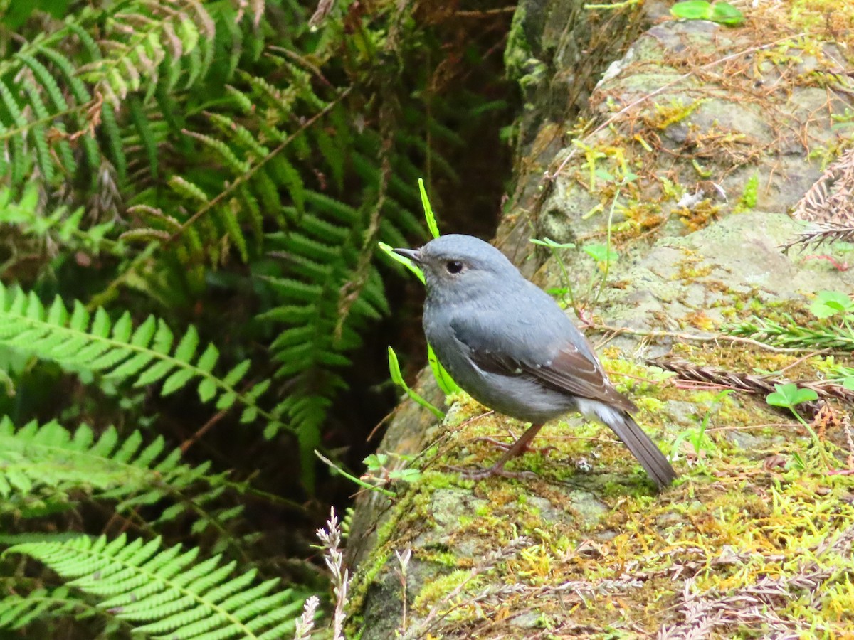 Plumbeous Redstart - Rubén Oliver