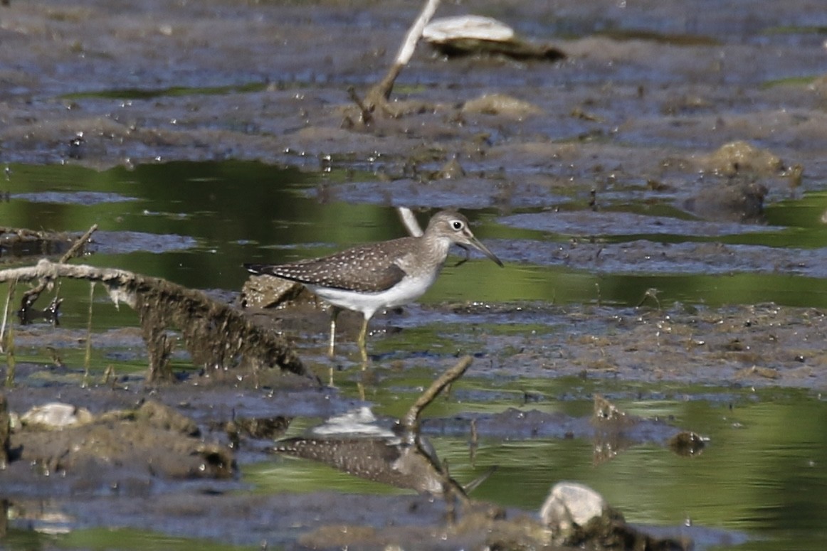 Solitary Sandpiper - Otto Mayer