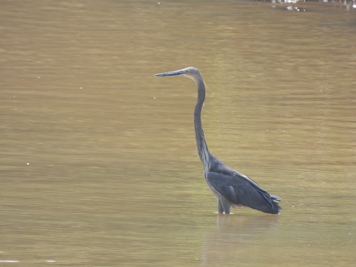 Great-billed Heron - Jax Chen