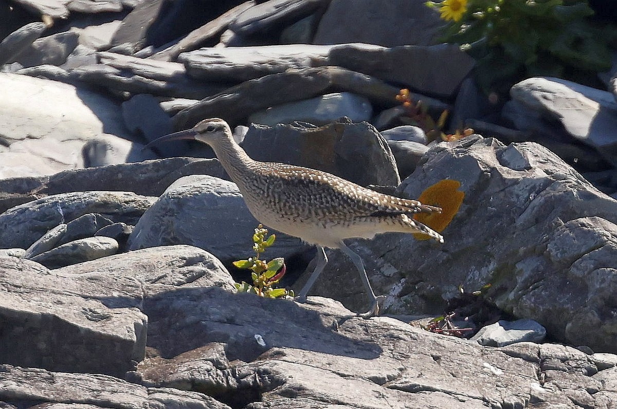 Whimbrel - ML623907455