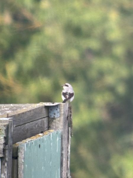 Lesser Gray Shrike - ML623907486