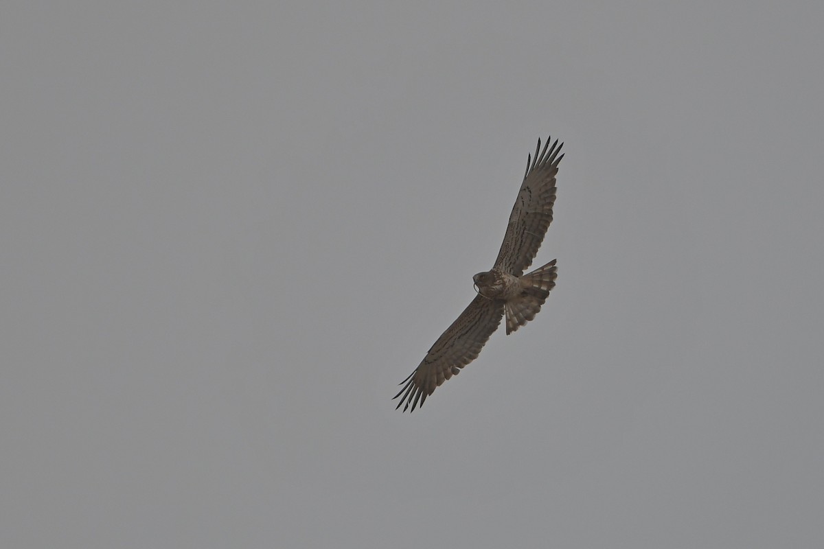 Short-toed Snake-Eagle - ML623907496