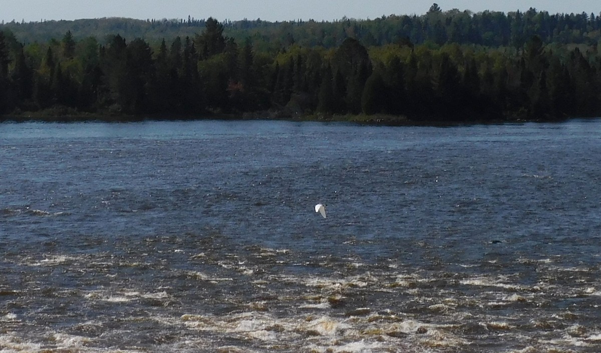 Bonaparte's Gull - ML623907500