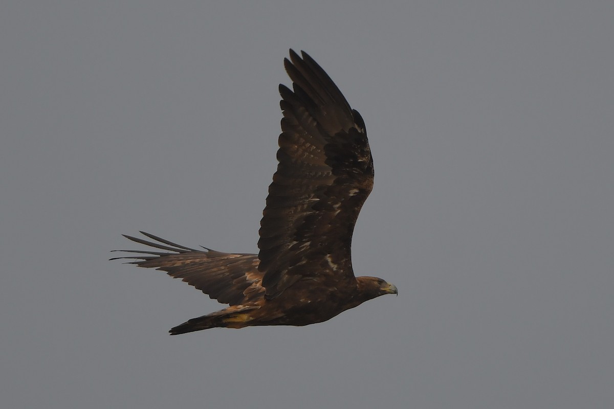 Golden Eagle - Linus Jerabek