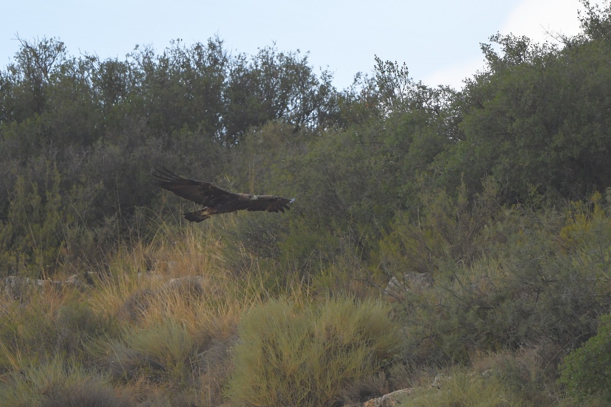 Golden Eagle - ML623907508