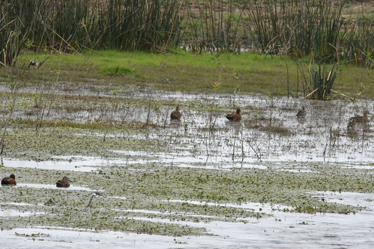 Cinnamon Teal - ML623907523