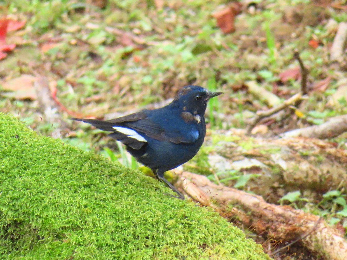 White-tailed Robin - Rubén Oliver