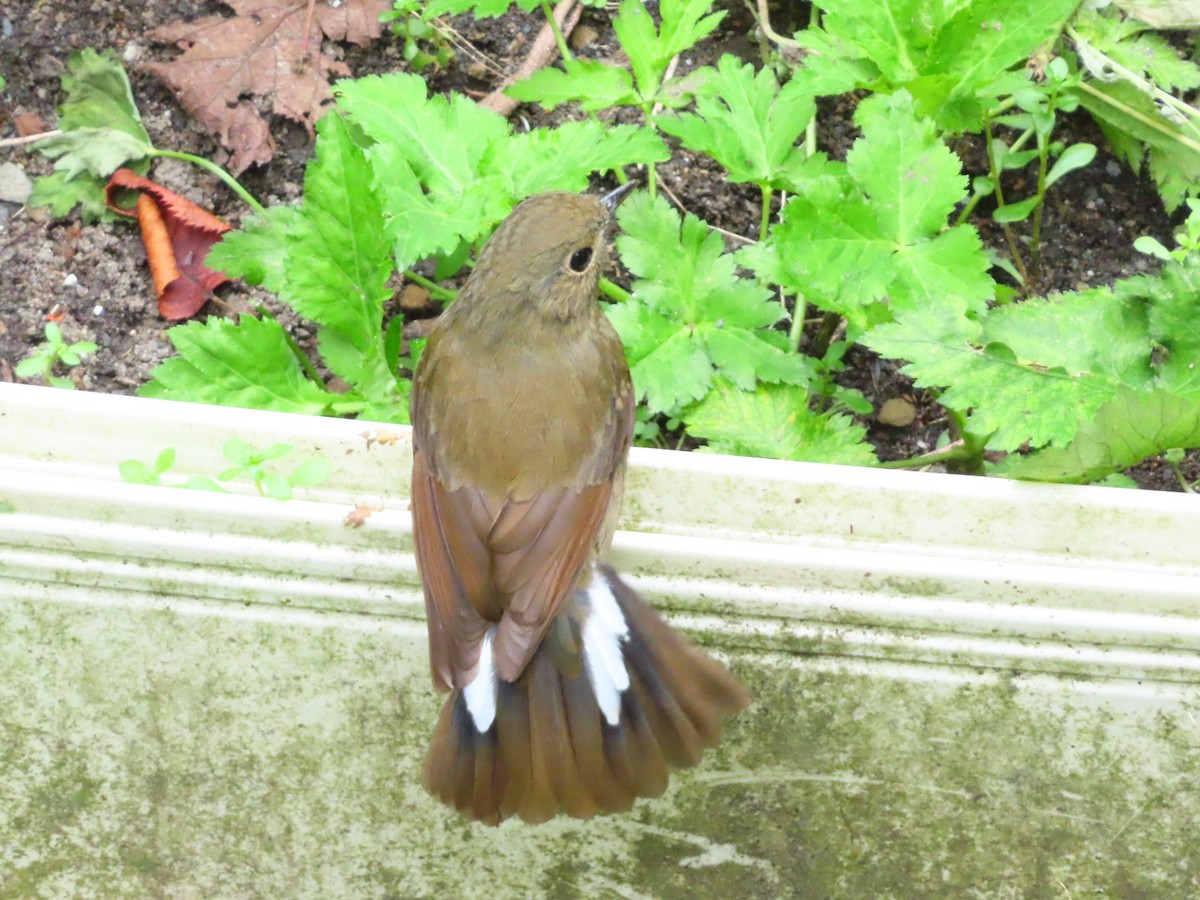 White-tailed Robin - ML623907546