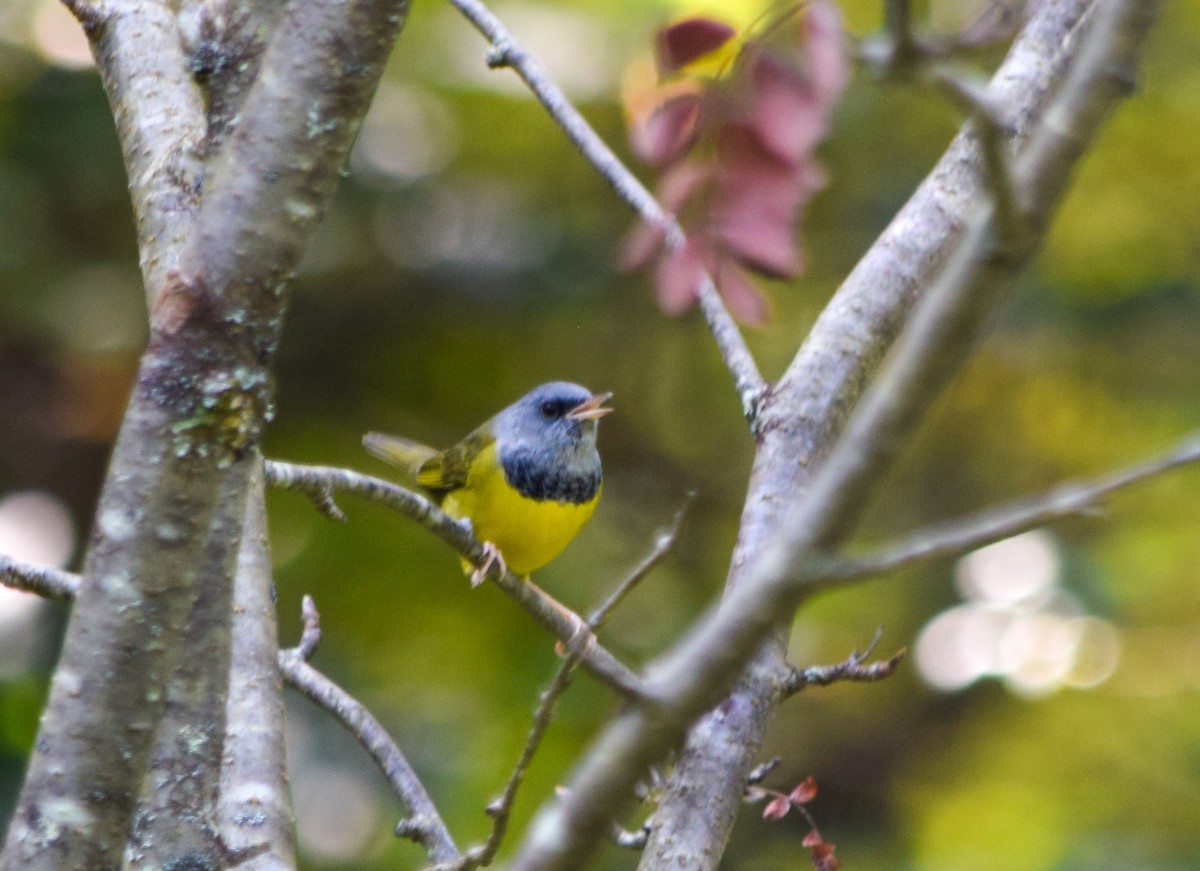 Mourning Warbler - ML623907555