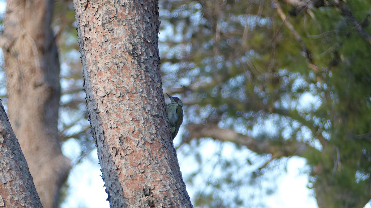 Iberian Green Woodpecker - ML623907556