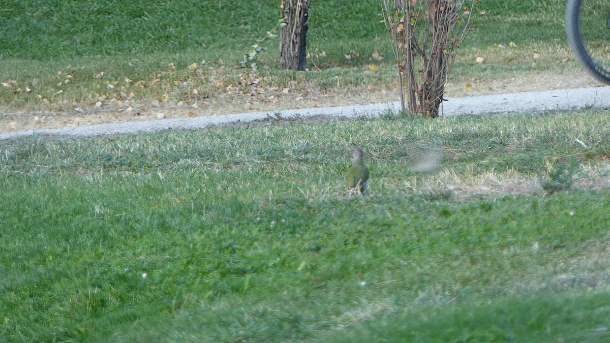 Iberian Green Woodpecker - ML623907557