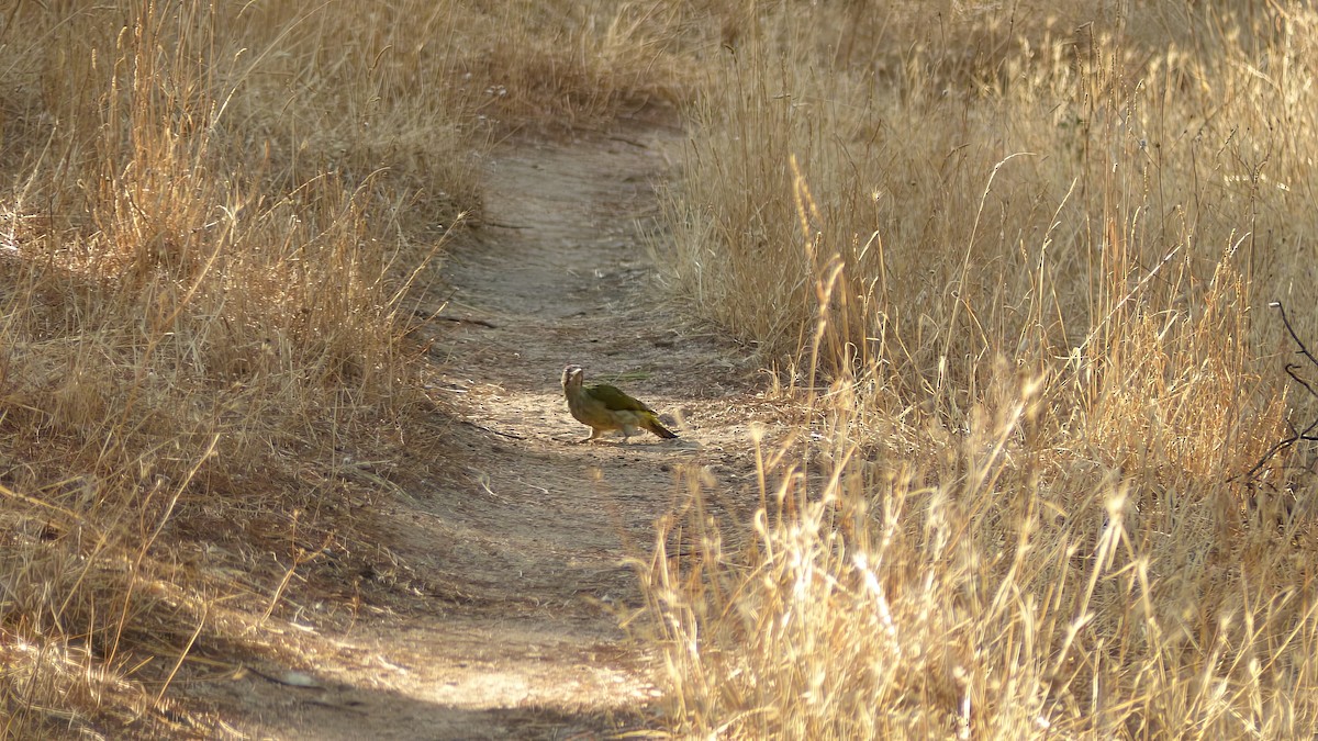 Iberian Green Woodpecker - Mario Martínez-Losa