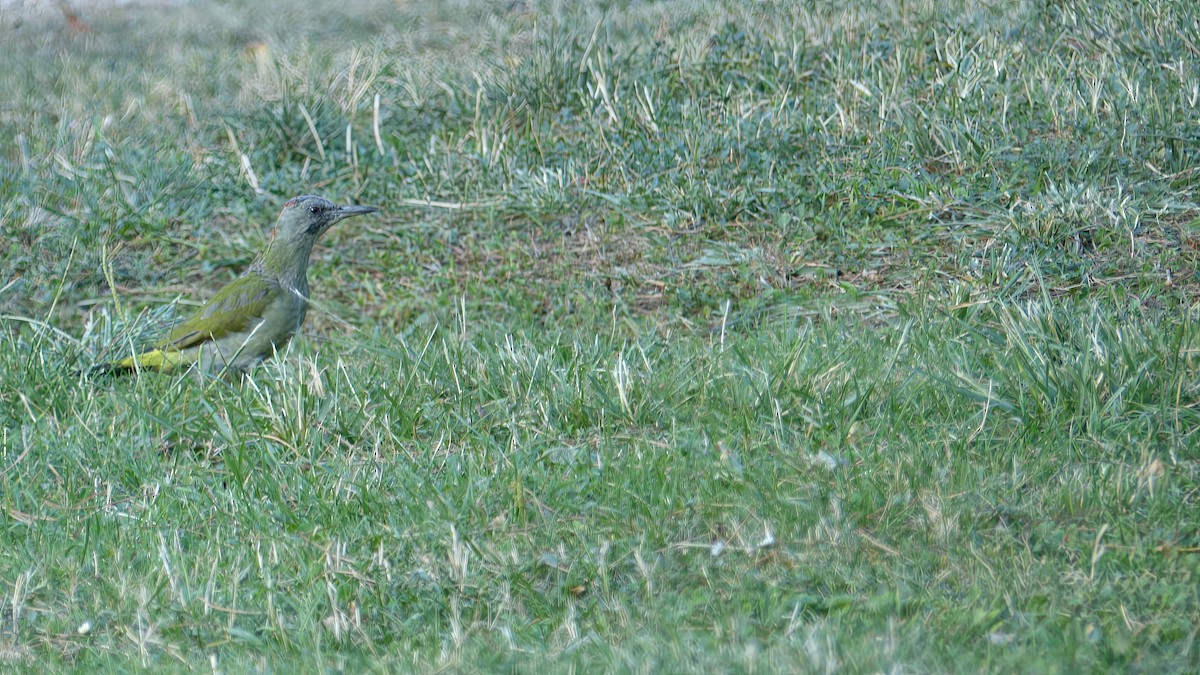 Iberian Green Woodpecker - ML623907559