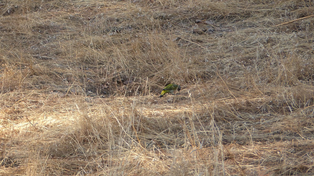 Iberian Green Woodpecker - ML623907560