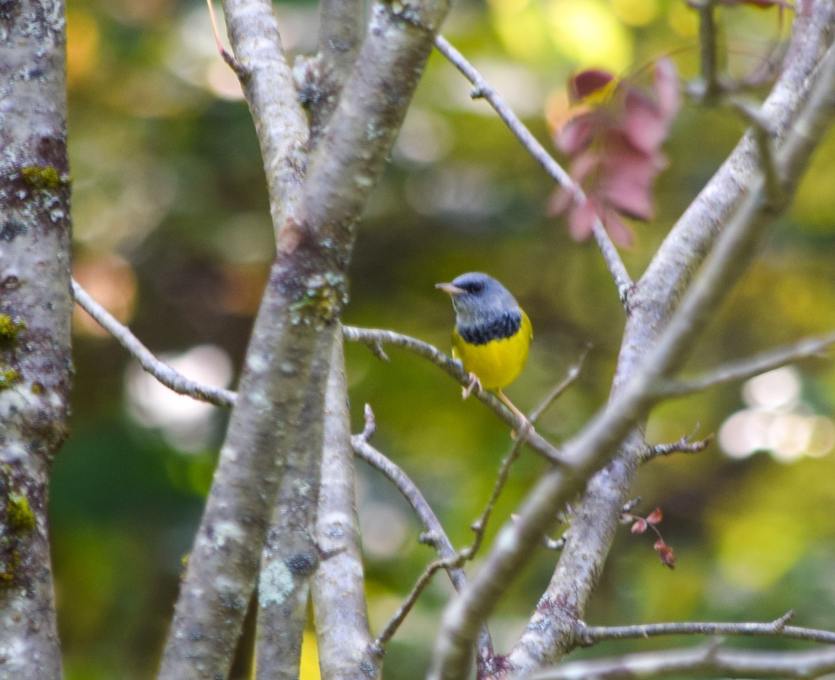 Mourning Warbler - ML623907561