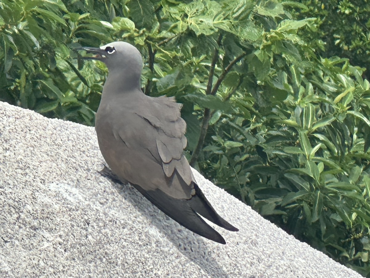 Brown Noddy - ML623907564