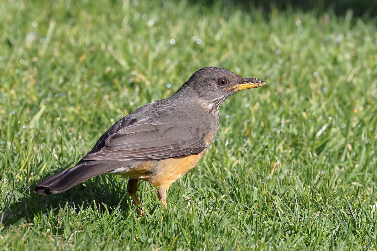 Olive Thrush - ML623907575