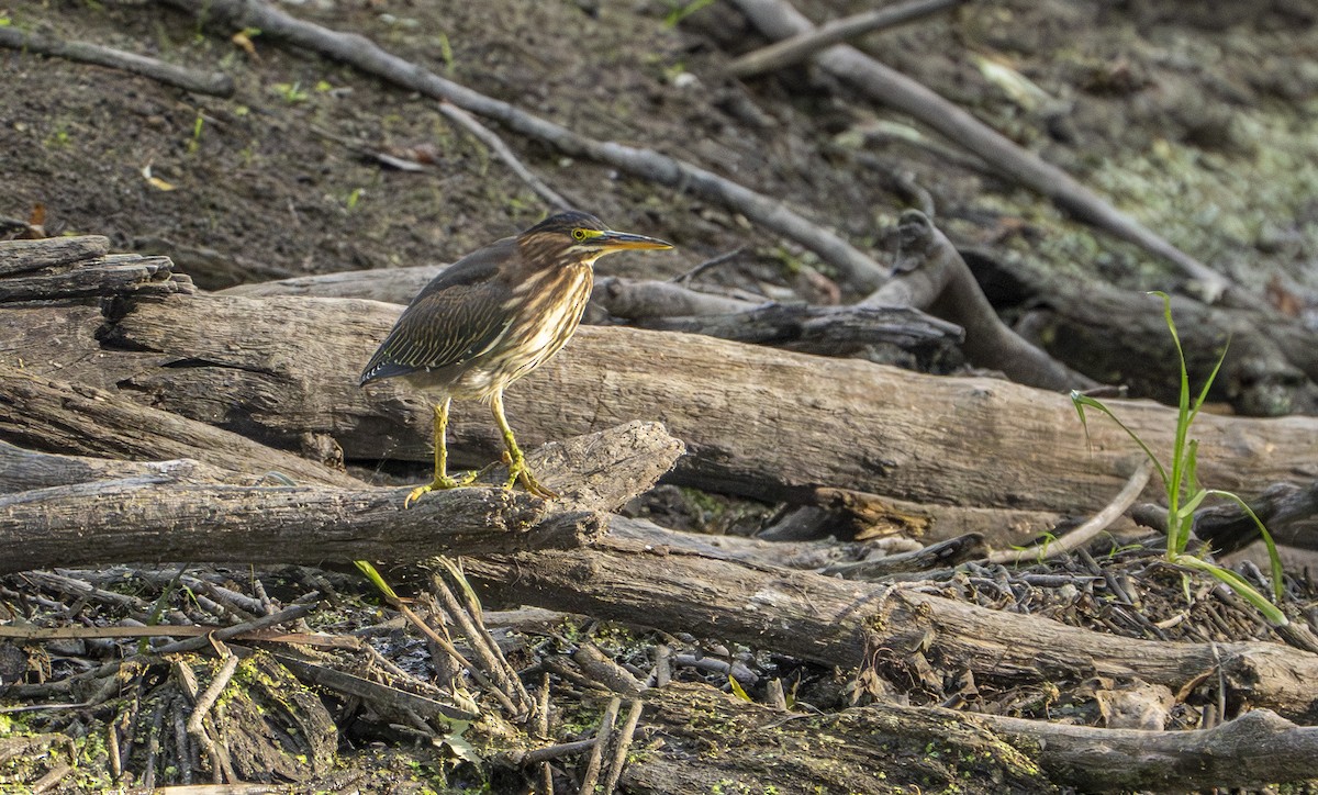 アメリカササゴイ - ML623907577