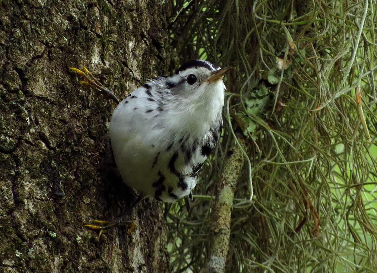 Black-and-white Warbler - ML623907580