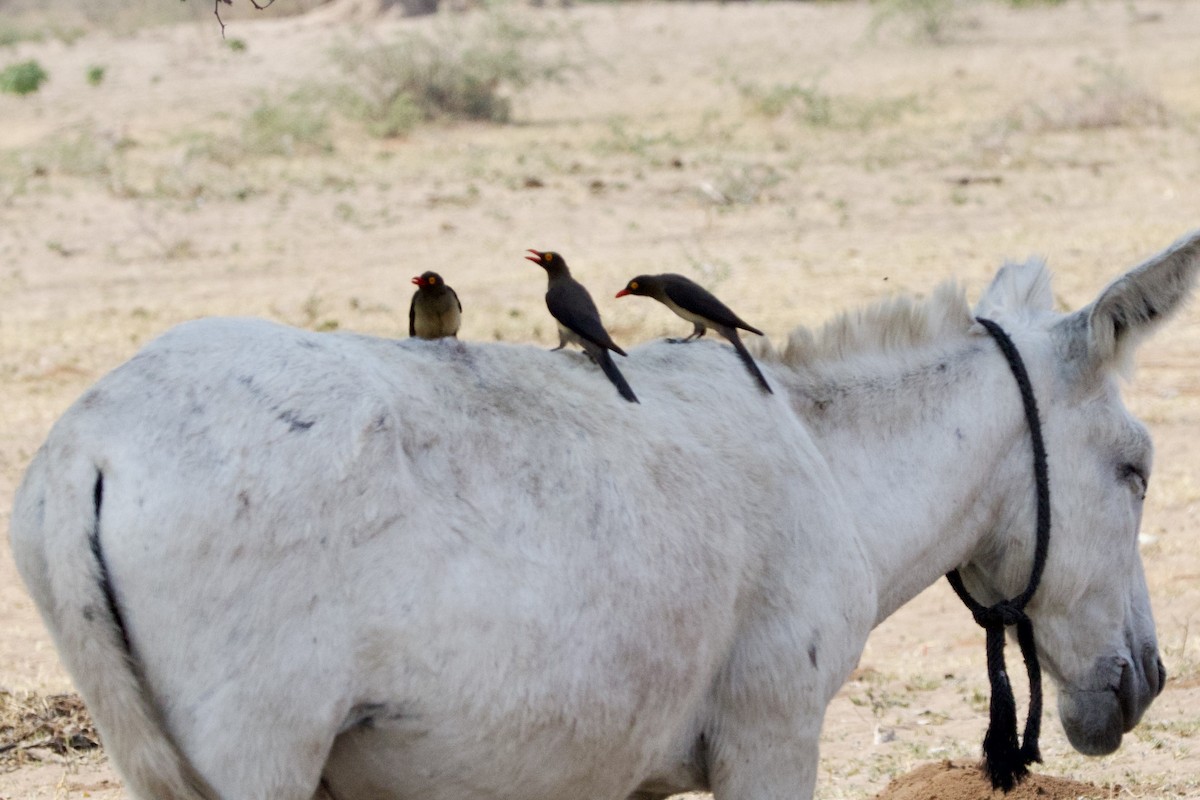 Red-billed Oxpecker - ML623907584