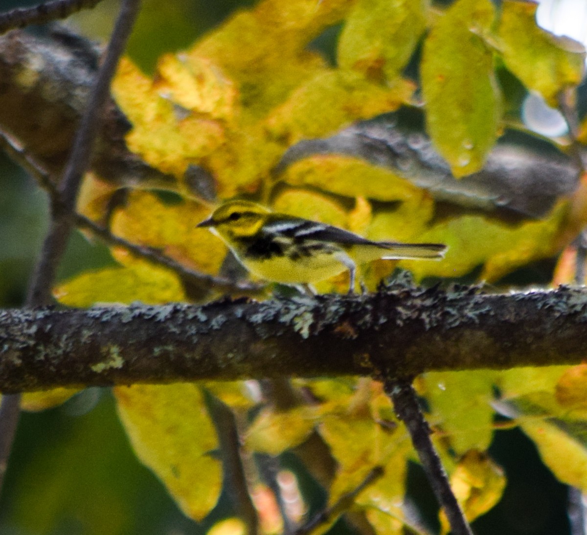 Black-throated Green Warbler - ML623907589