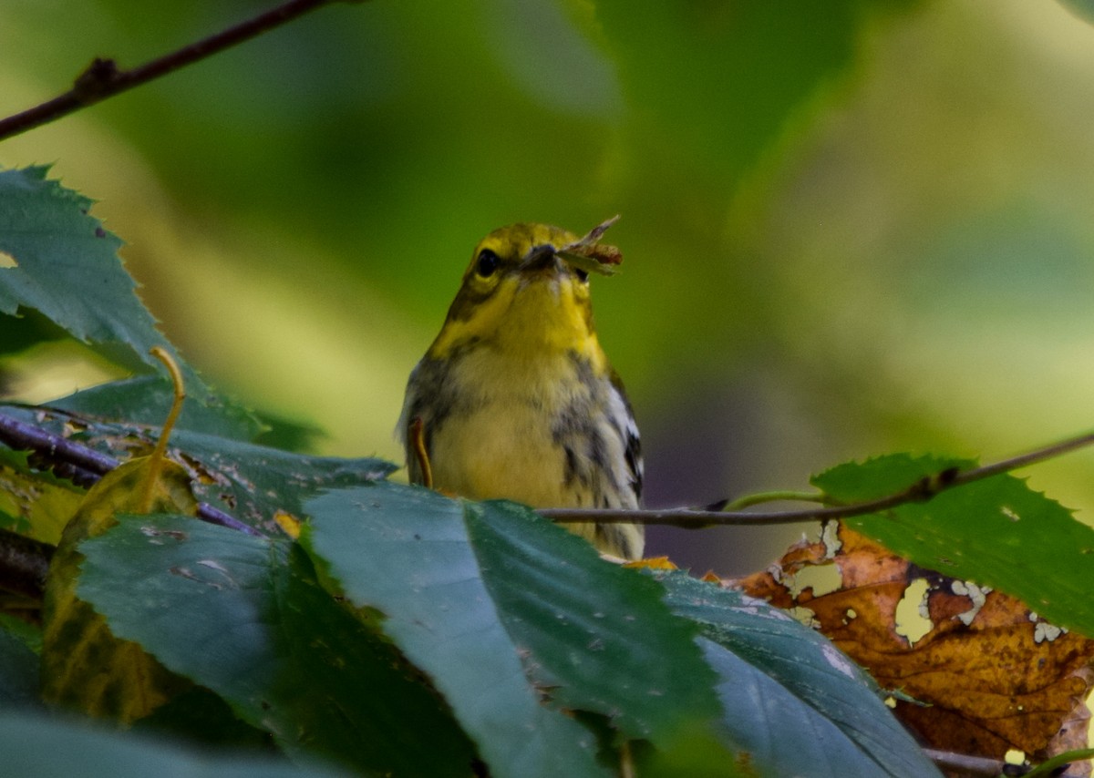 Black-throated Green Warbler - ML623907591