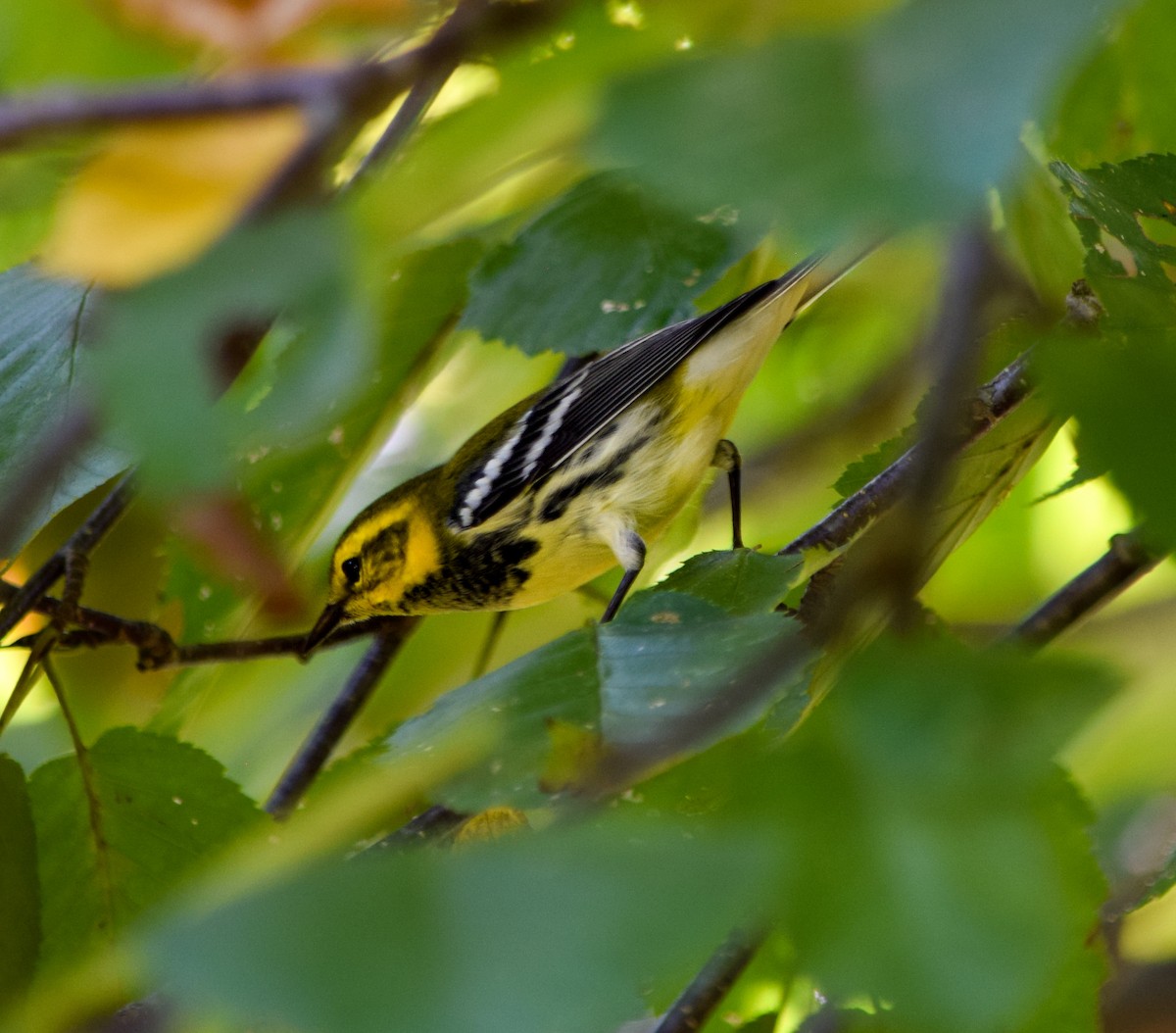 Black-throated Green Warbler - ML623907592