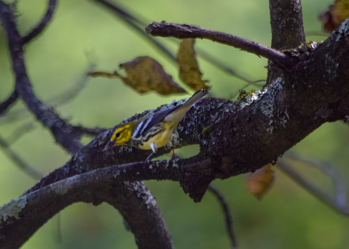 Black-throated Green Warbler - ML623907593