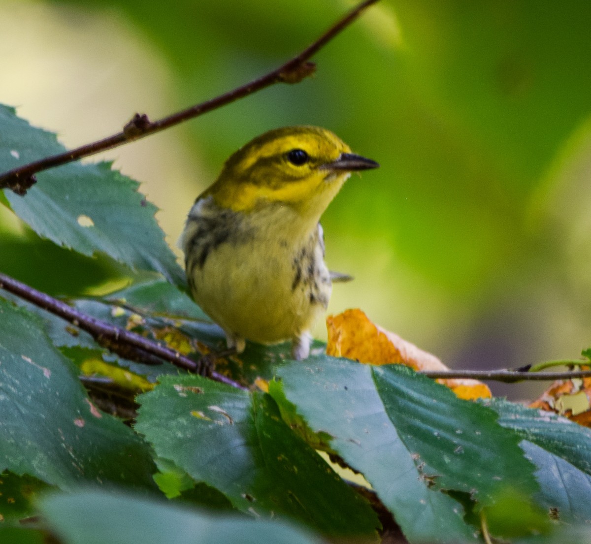 Black-throated Green Warbler - ML623907594