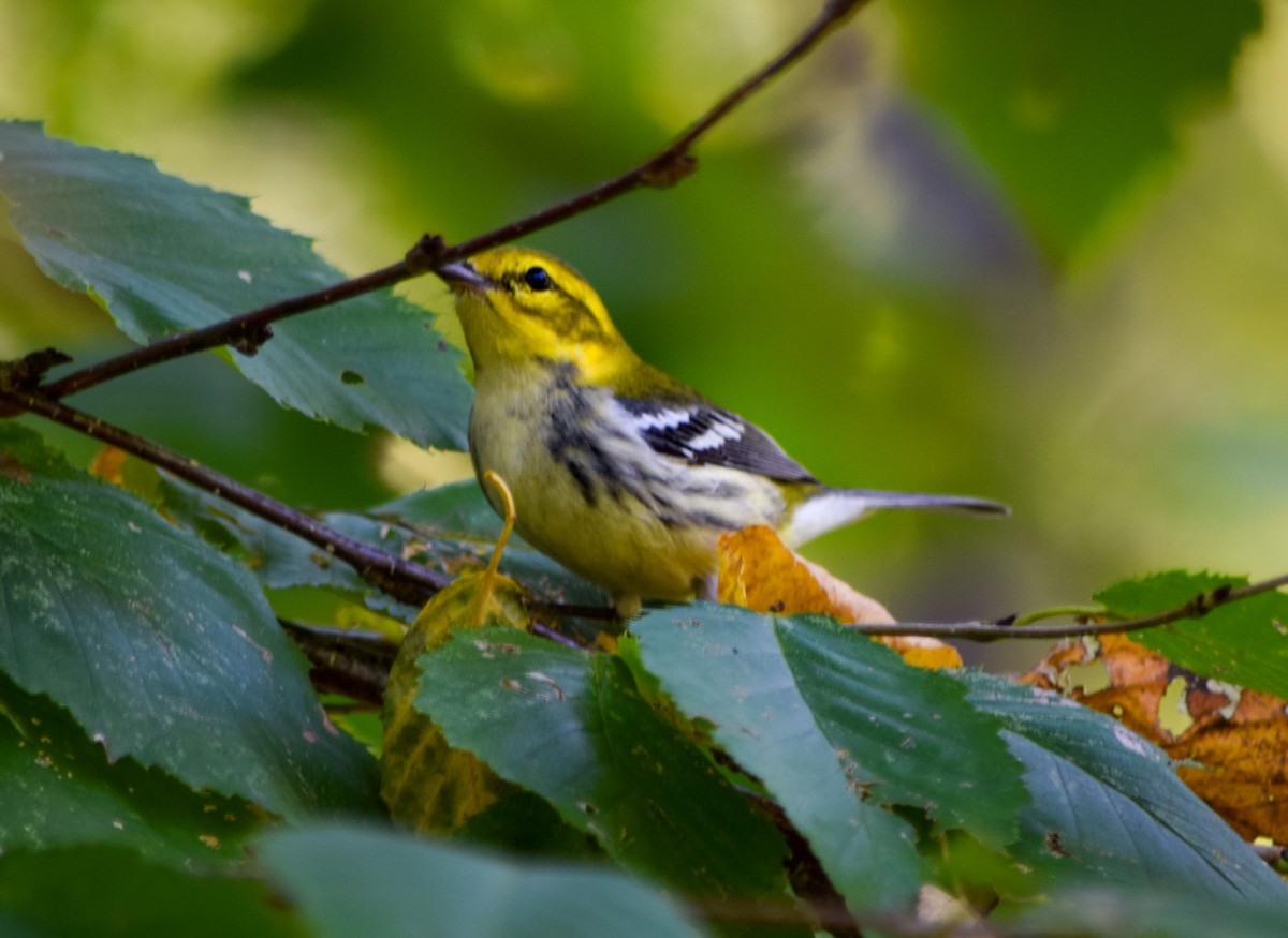 Black-throated Green Warbler - ML623907595