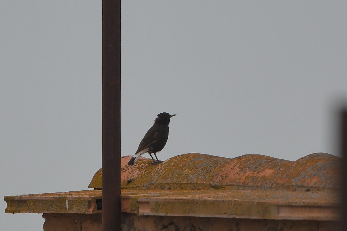 Black Wheatear - ML623907596