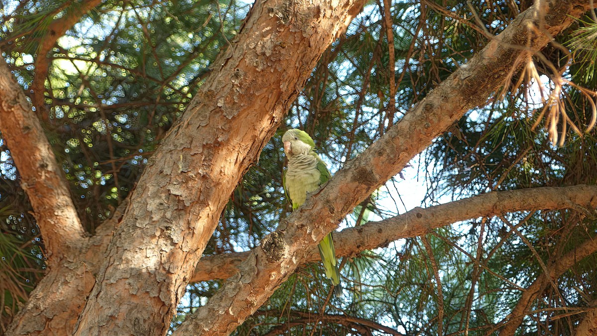 Monk Parakeet - Mario Martínez-Losa