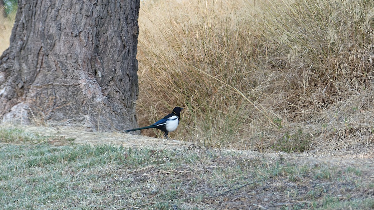 Eurasian Magpie - ML623907600