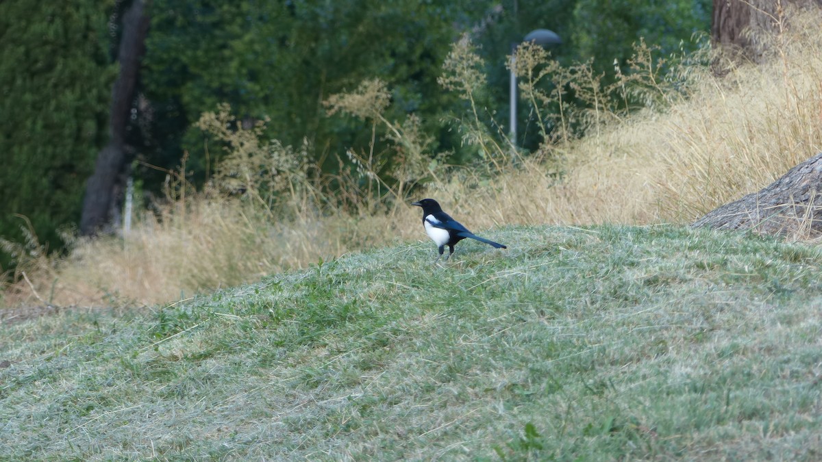 Eurasian Magpie - ML623907601