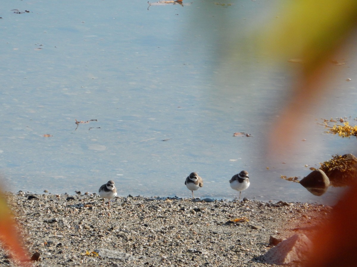 Semipalmated Plover - ML623907609