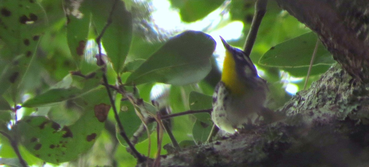 Yellow-throated Warbler - ML623907610