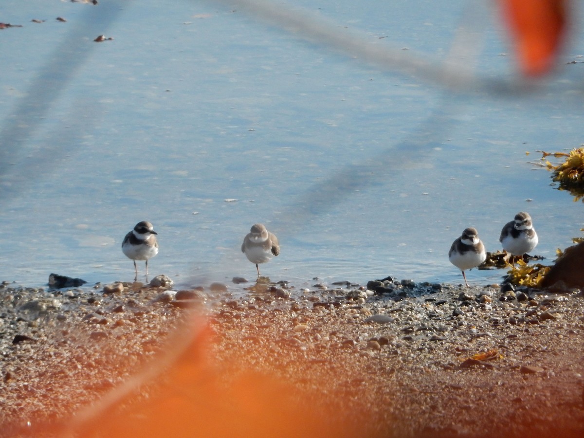 Semipalmated Plover - ML623907611