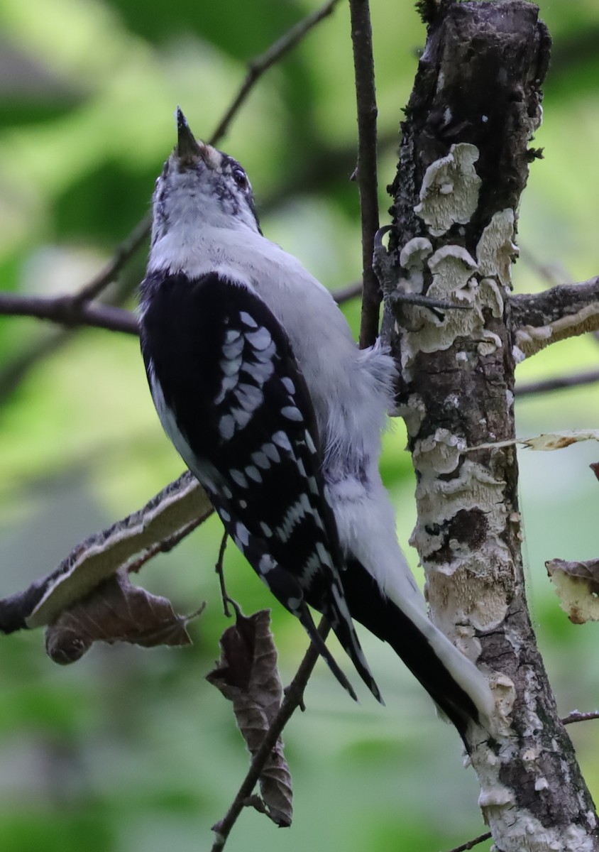 Downy Woodpecker - ML623907614