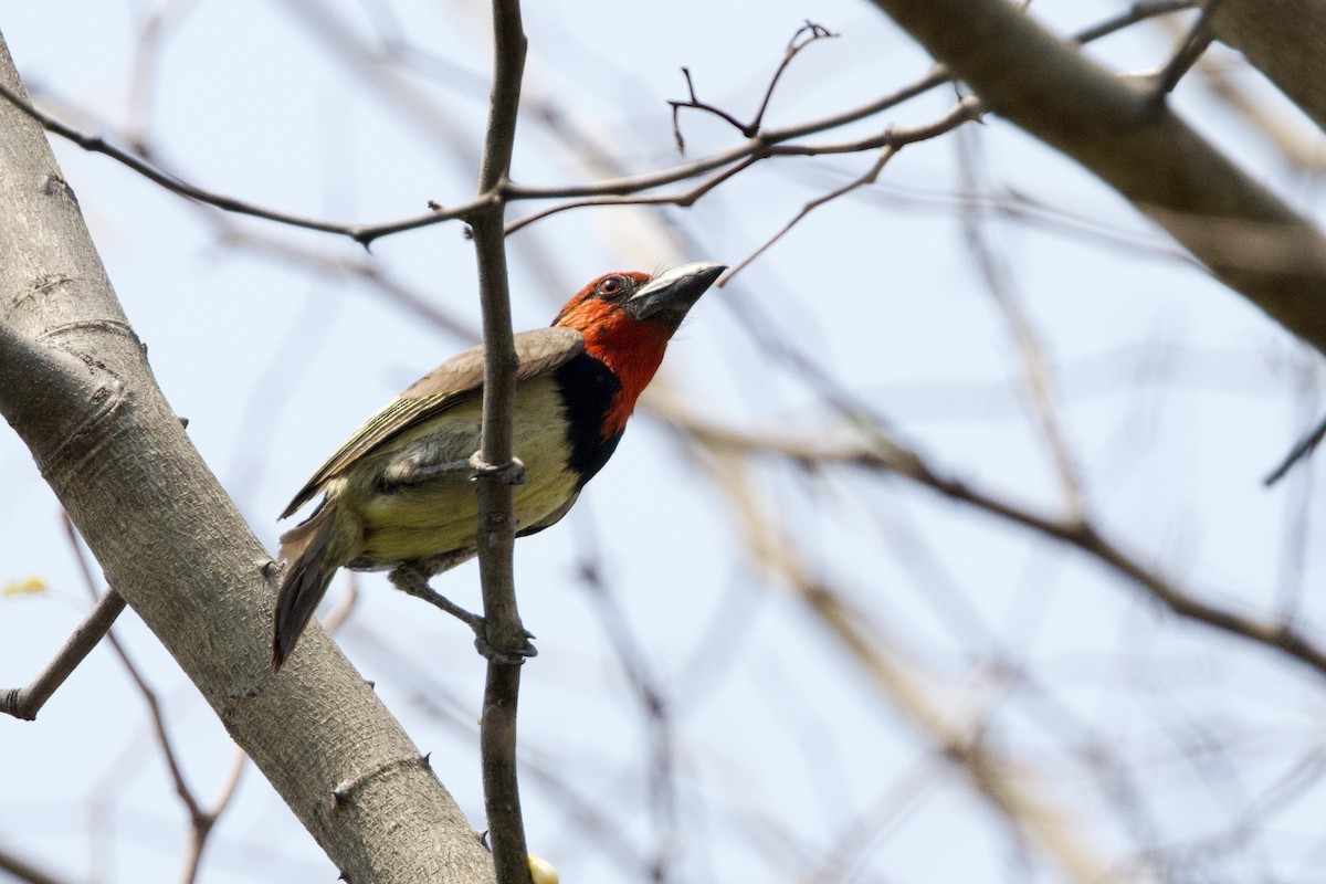 Black-collared Barbet - ML623907618