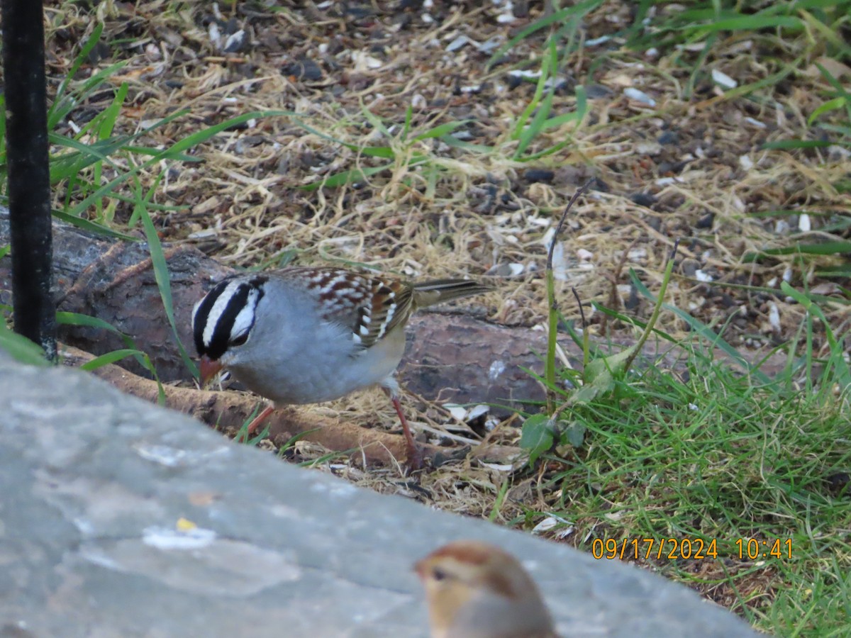 White-crowned Sparrow - ML623907628