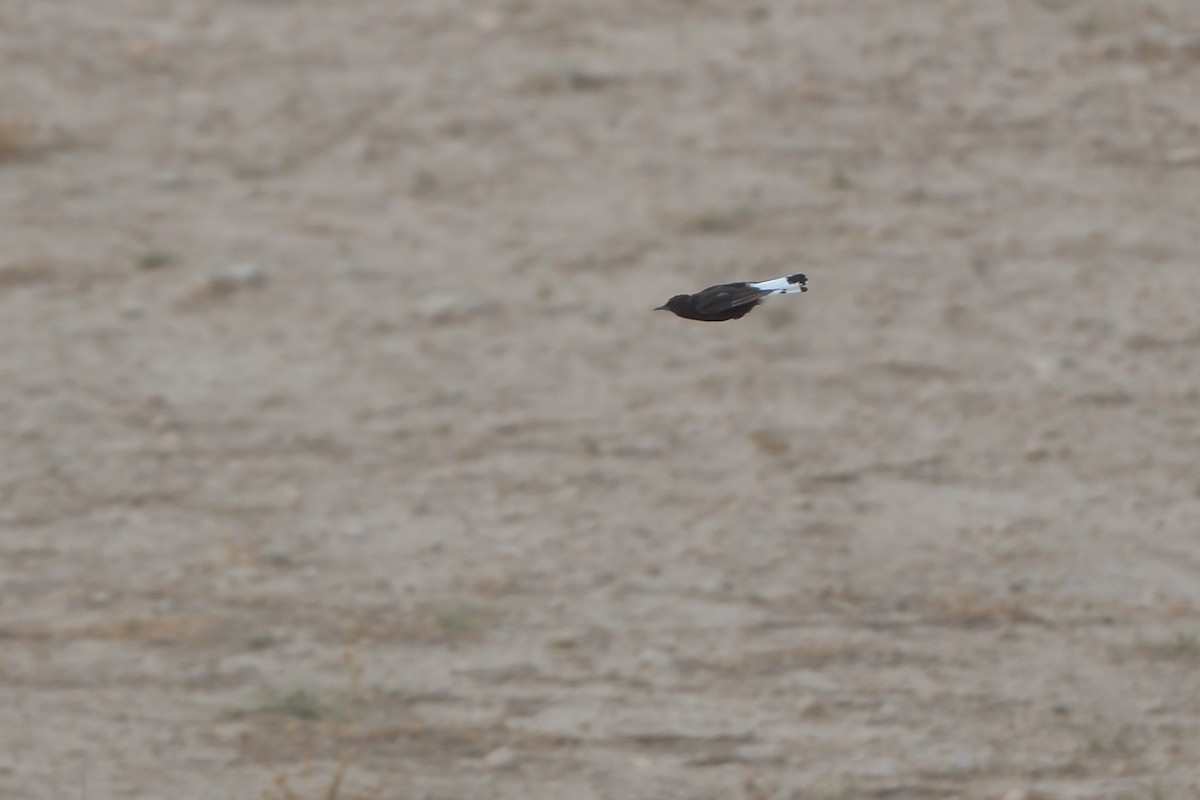 Black Wheatear - ML623907632