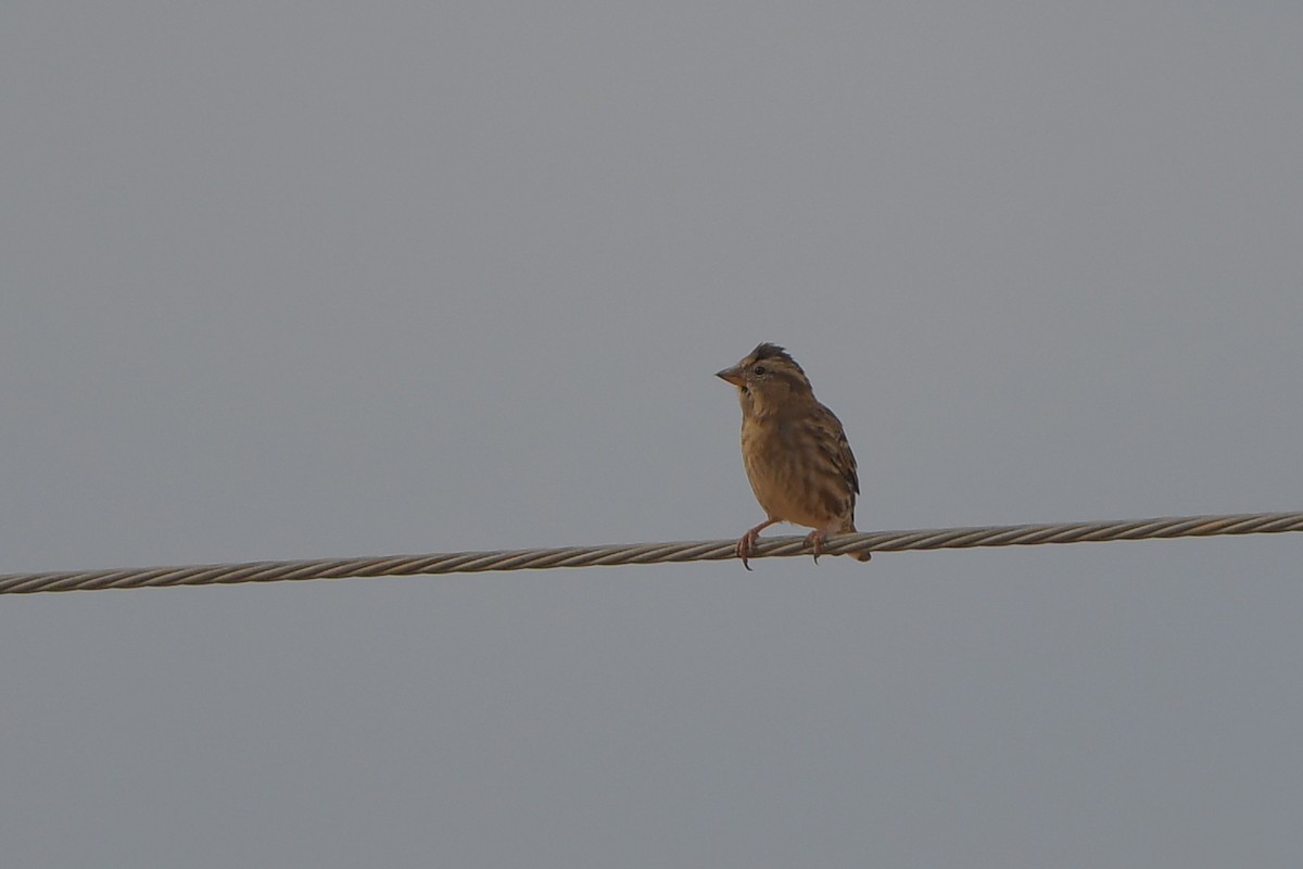 Rock Sparrow - ML623907634