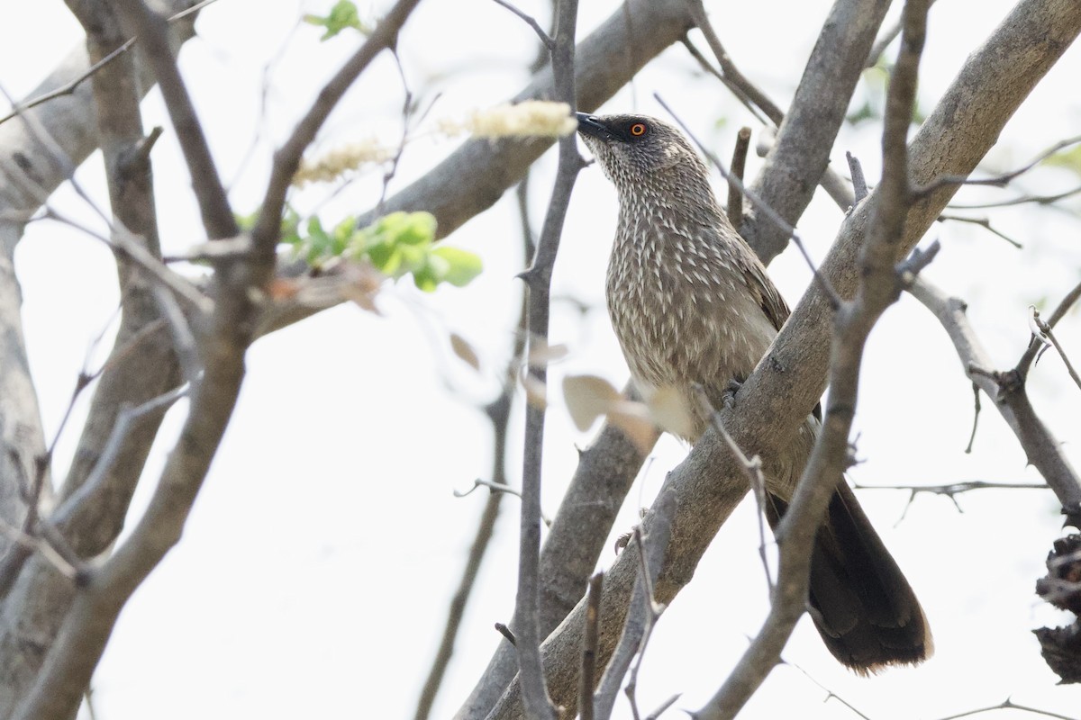 Arrow-marked Babbler - ML623907638