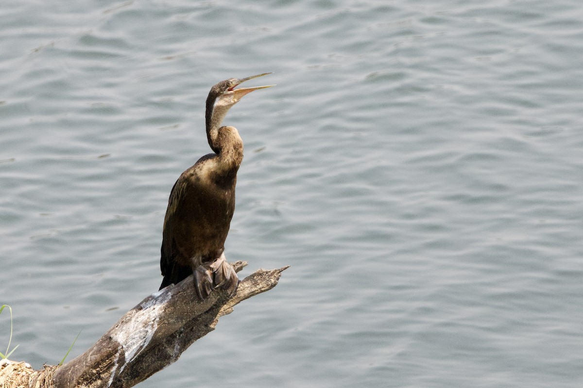 African Darter - ML623907643