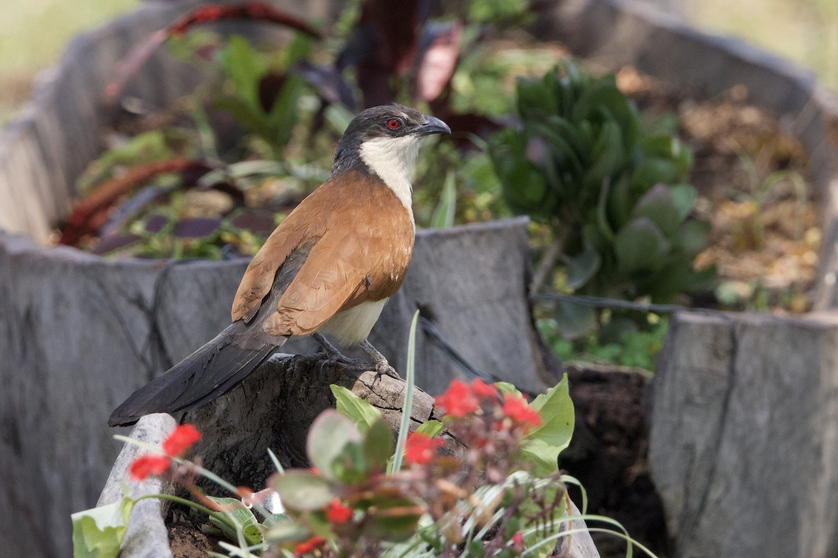 Senegal Coucal - ML623907644