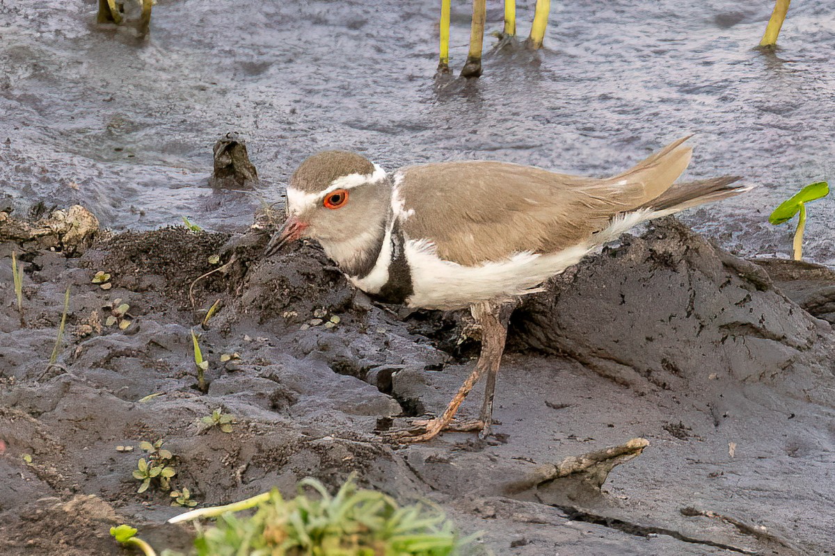 Three-banded Plover (African) - ML623907645