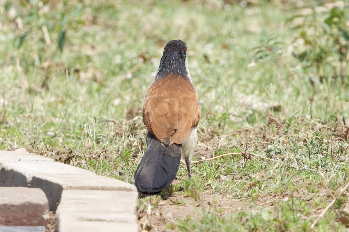 Senegal Coucal - ML623907646